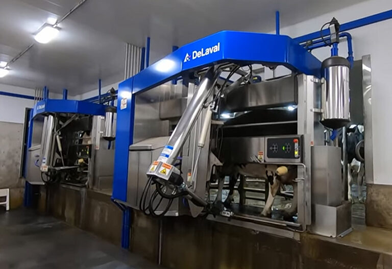 Create The Perfect Environment For Your Dairy Cattle Part 15 Milking