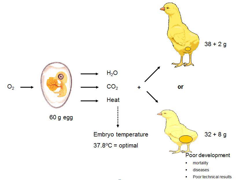 Yolk Sac Utilisation In The Broiler Chick: A Matter Of Importance ...