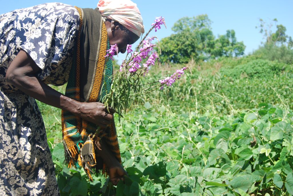 Ancient African food plants 5.1 – ProAgri Media