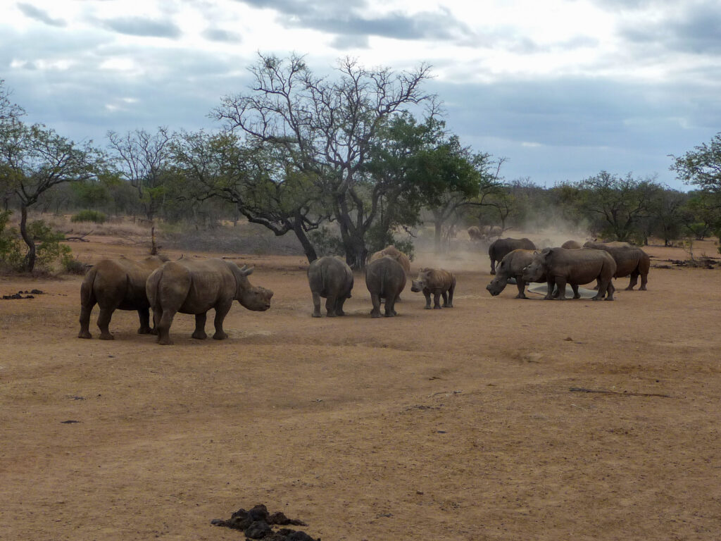 Rhino farmer emigrates, but keeps his rhinos – ProAgri Media