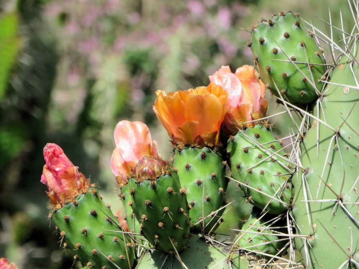 Fruit production part 4: Prickly pears – ProAgri Media